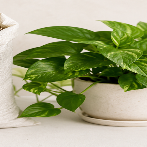 Plantas de EL Ventas